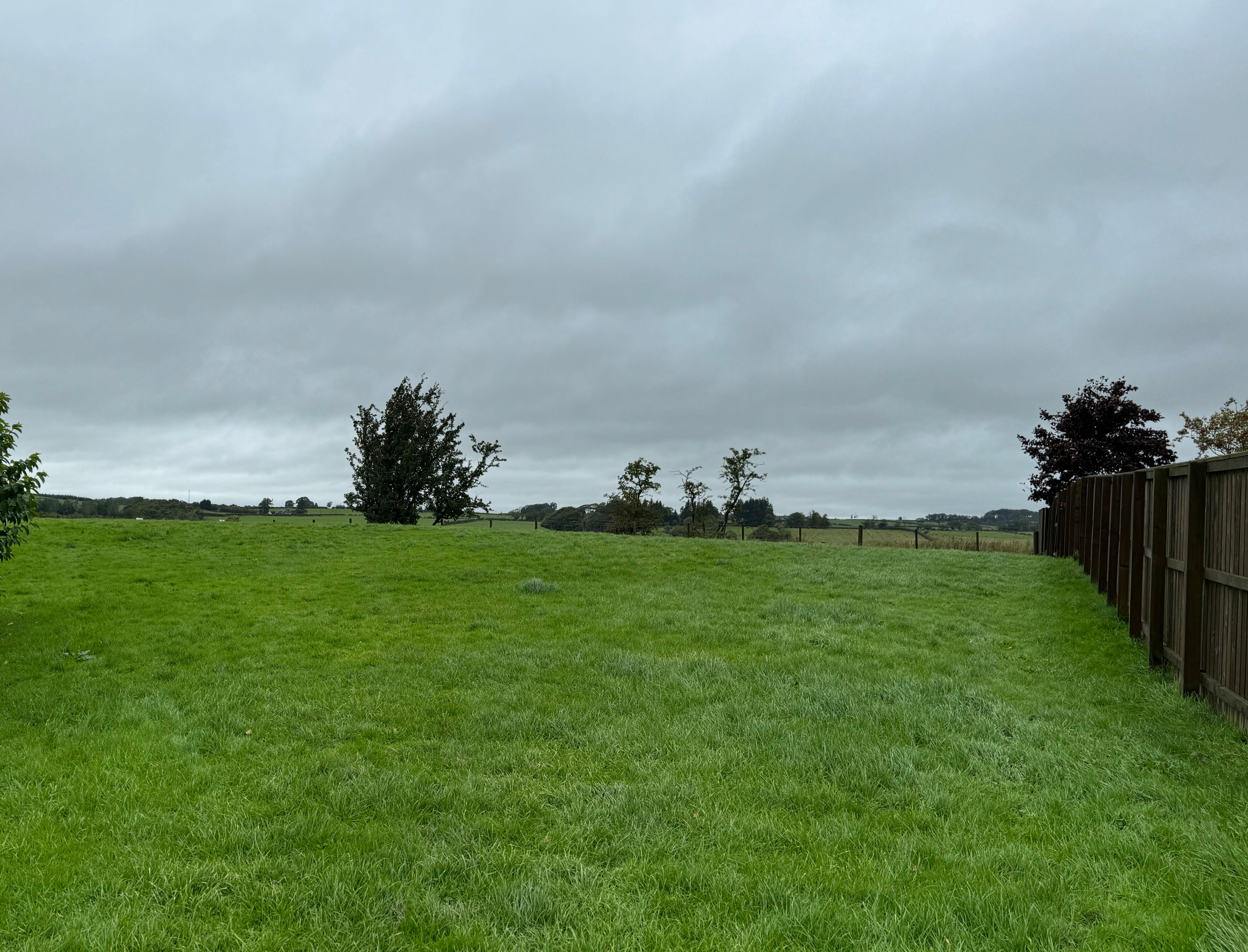 Dog walking in Mackie Field